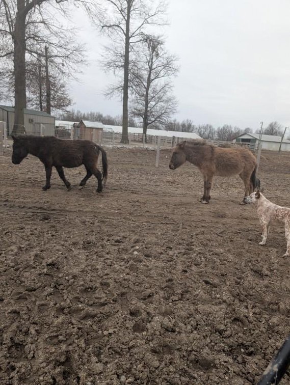 Black John Mule - Roughly 12 years old 