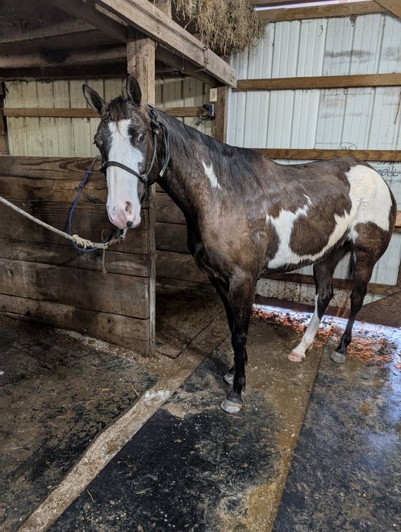 BLUE VELVET FANCY  5 year old APHA MARE