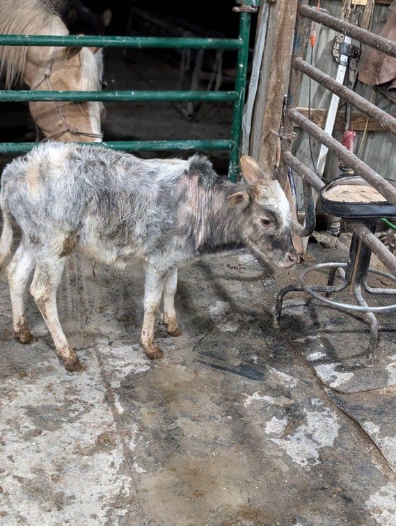 Zebu…8 months old to year old steer calf