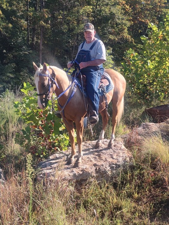 RANGERS MISTER PEPPY- 4 year old AQHA GELDING. Dapple palomino , blaze face, and 4 white socks!