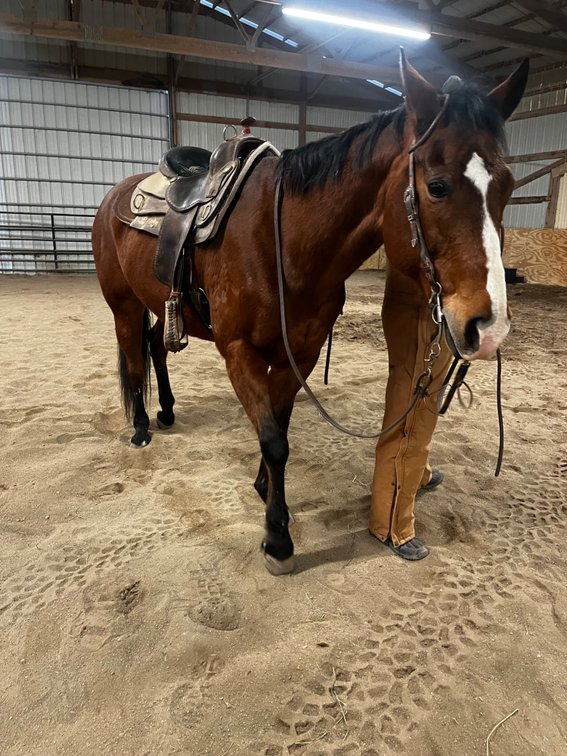 Registered AQHA mare (2006) Her registered name is Free Flowing Details and goes by Maci. 15.3 hands. 