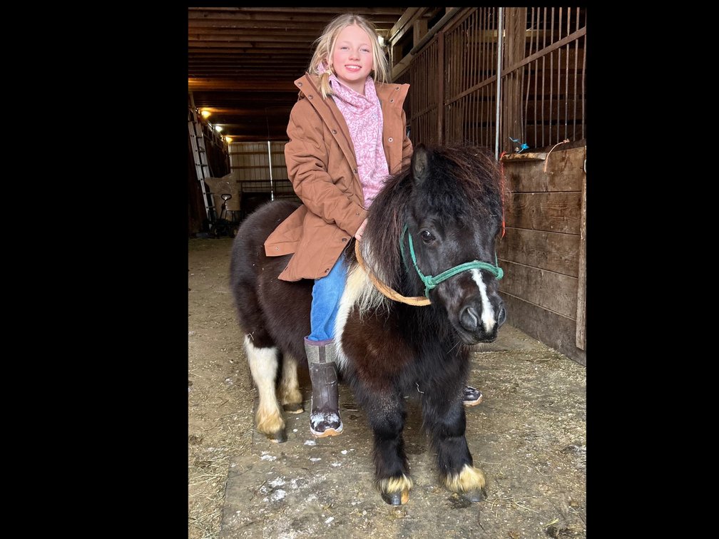 Scout is a registered gelding that’s 14 years old