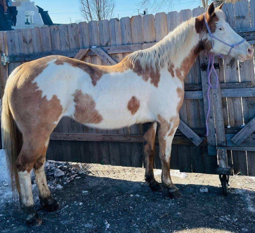 INVESTINAPLAYGIRL  10 year old APHA/ AQHA mare
