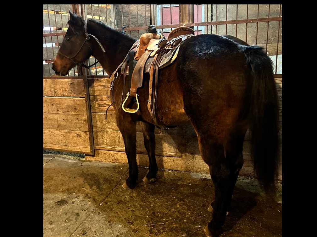 Willy is a 13 year old bay gelding that stands 15.2 hands