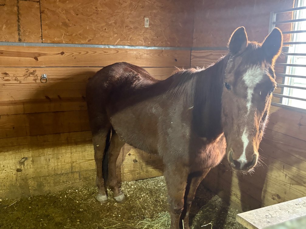 Banjo is a quiet 17 year old laid back quarter house only standing at 14.3 hands.