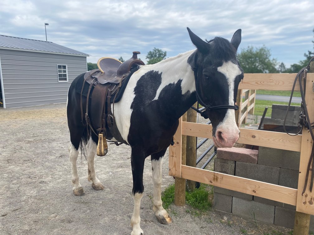 Chief is a 15 year old Tennessee walker standing at 15.3 hands