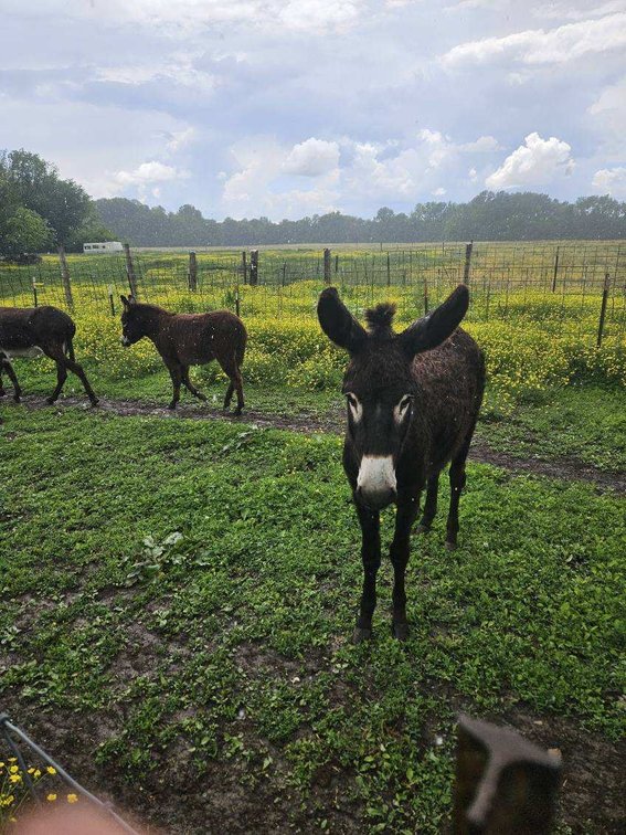 Image for Hamilton County Horse & Tack Sale -SATURDAY May 17th - Noblesville, IN