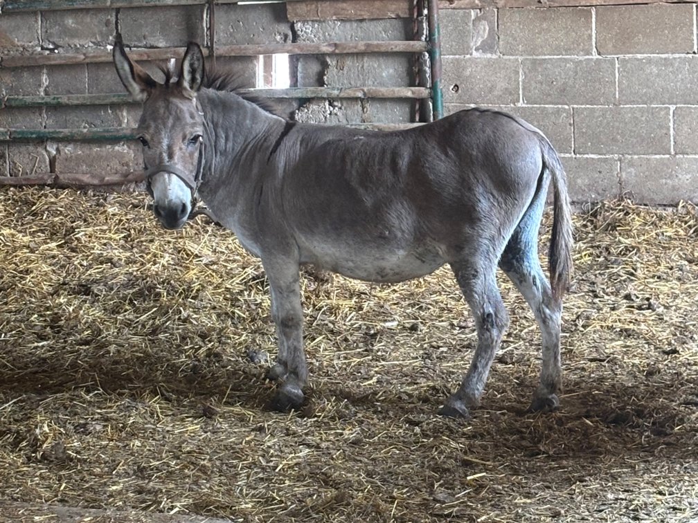 Image for Hamilton County Horse & Tack Sale -SATURDAY -August 2nd- Noblesville, IN