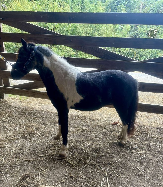 Image for Hamilton County Horse & Tack Sale -SATURDAY -September 6th- Noblesville, IN