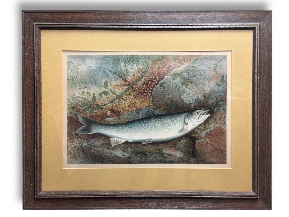 Samuel A. Kilbourne (1836-1881) Chromolithograph “Lake Trout”