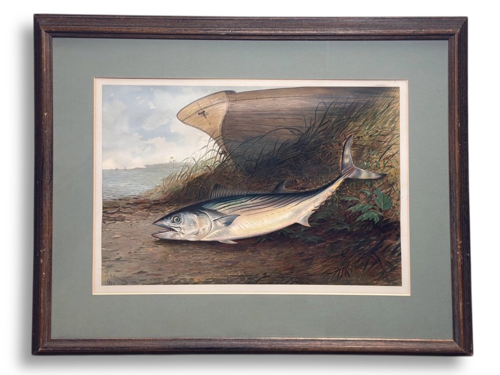 Samuel A. Kilbourne (1836-1881) Game Fish Chromolithograph 25”L x 30.25”W