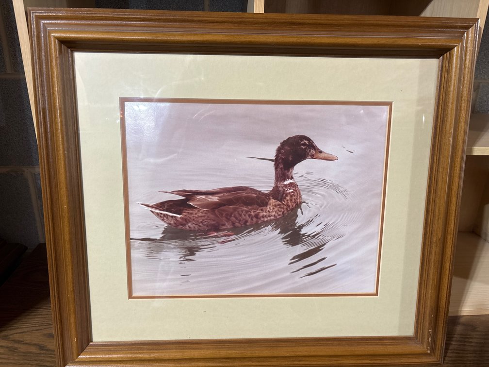Framed Duck Picture