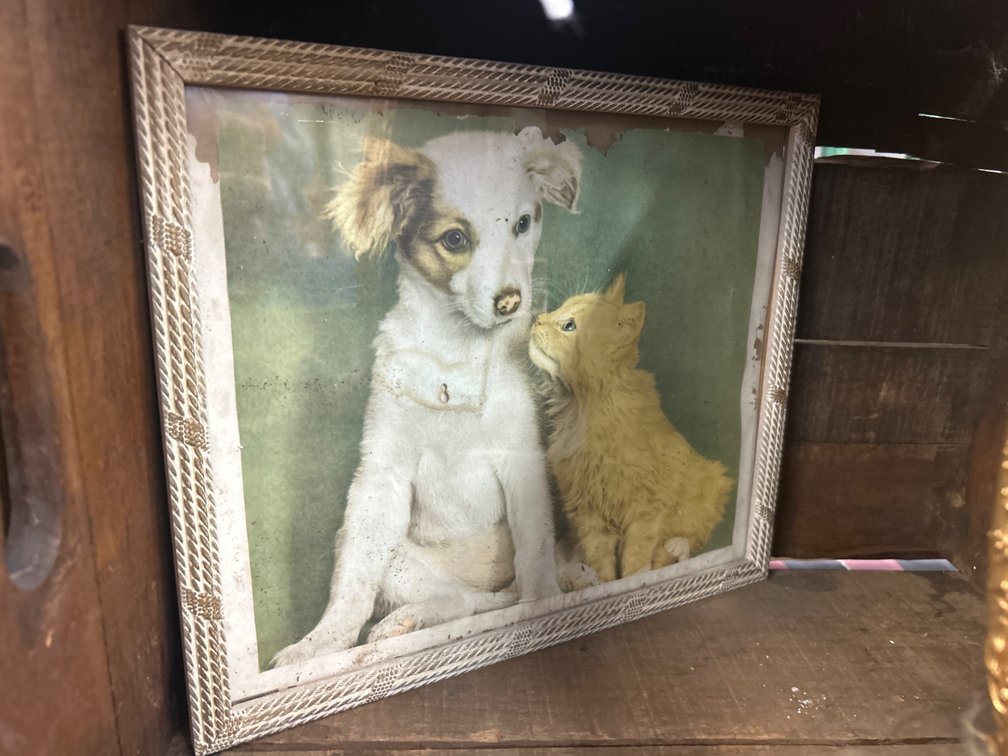 Framed Print of Puppy and Kitten in Molded Frame