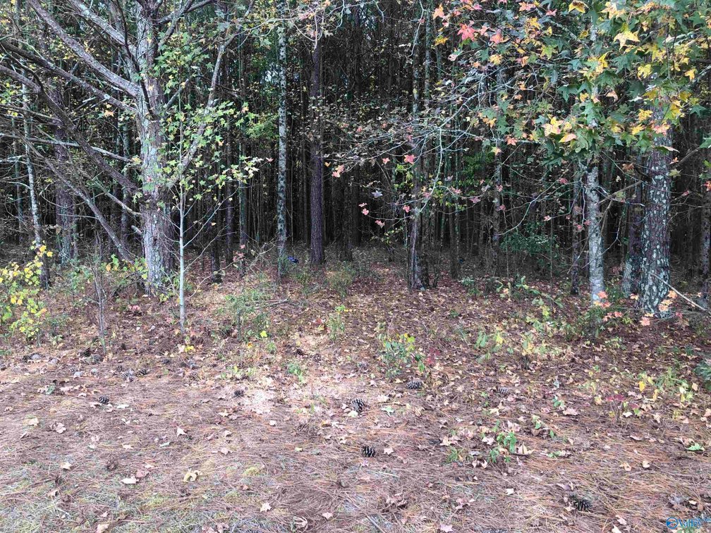 Image for 16 Acres County Road 239, Centre, AL 35960