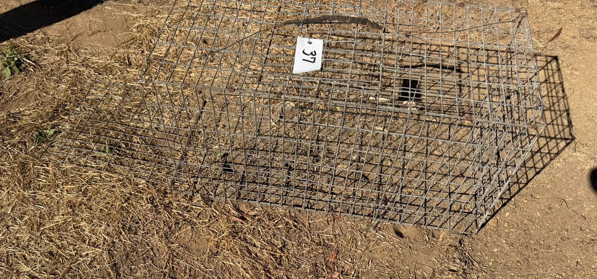 Cage