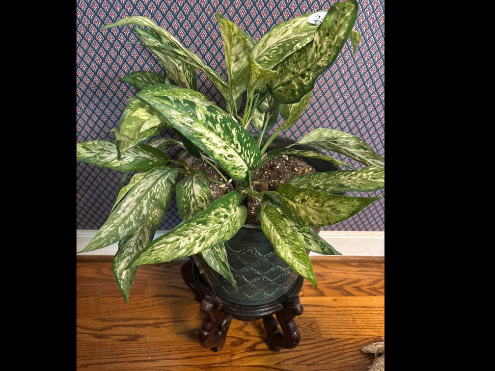 Faux plant, metal pot, wooden stand; approx 25” tall