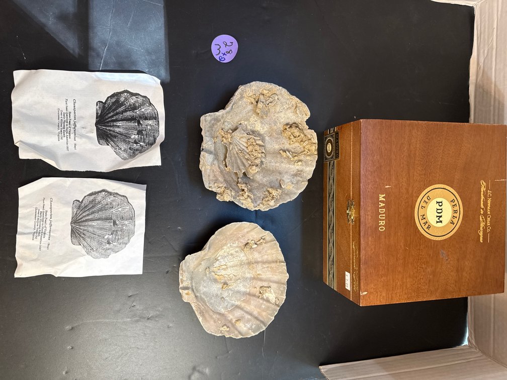 Fossilized Chesapecten jeffersonius scallop shell,