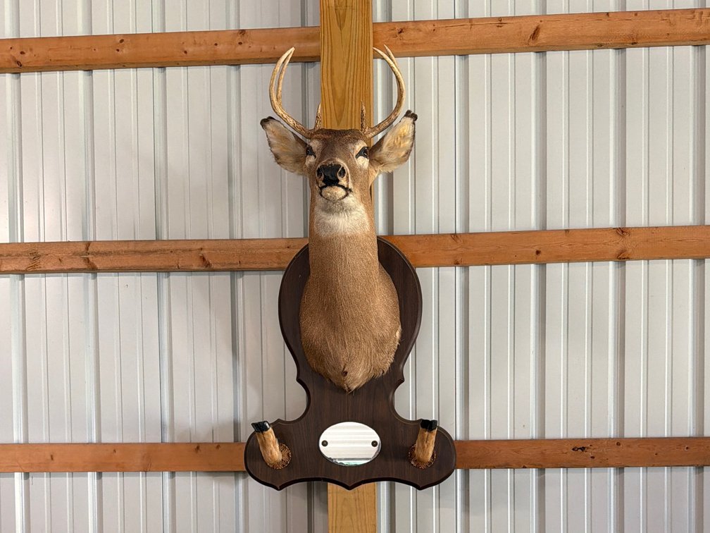 Taxidermy White-Tailed Deer Shoulder Mount on Wooden Plaque