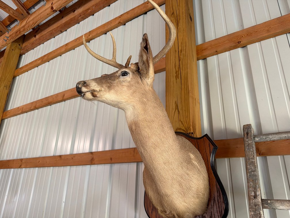 Whitetail Deer Head Shoulder Mount Taxidermy