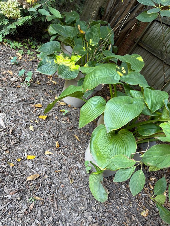 Small Potted Hosta Garden Plants Lot