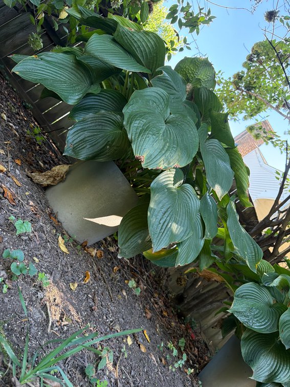 Large Potted Hosta Garden Plants Lot