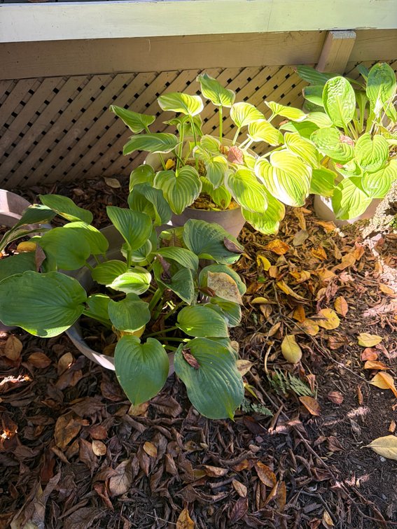Assorted Potted Hostas and Ferns Lot
