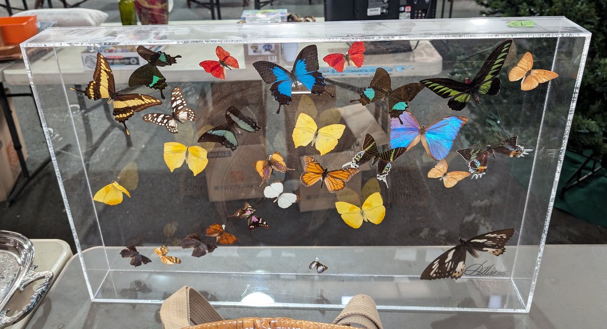 Butterfly Art Display (Acrylic)