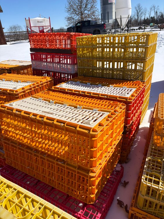 Poultry Transport Crates (Chicken)