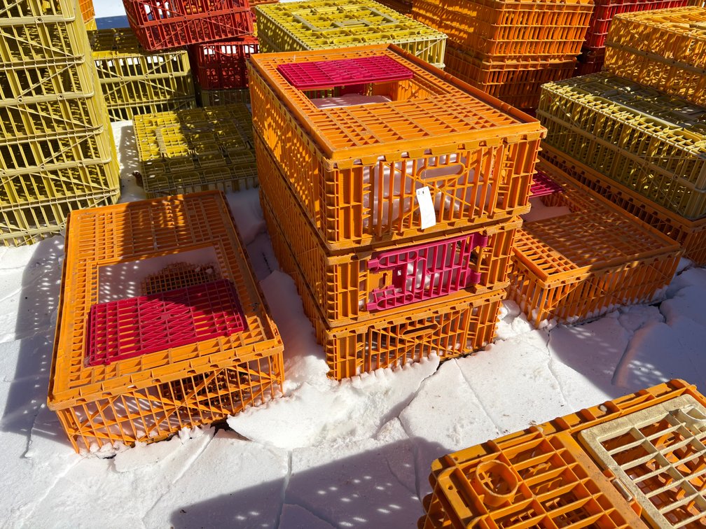 Poultry Transport Crates (Chicken)