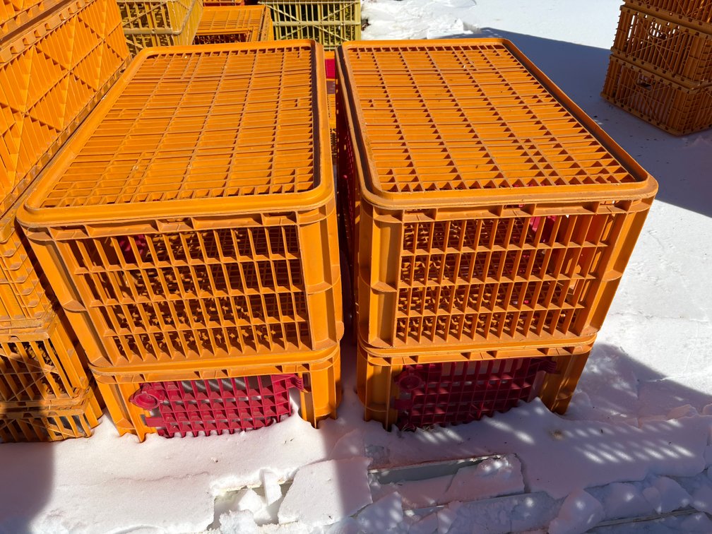 Poultry Transport Crates (Turkey)