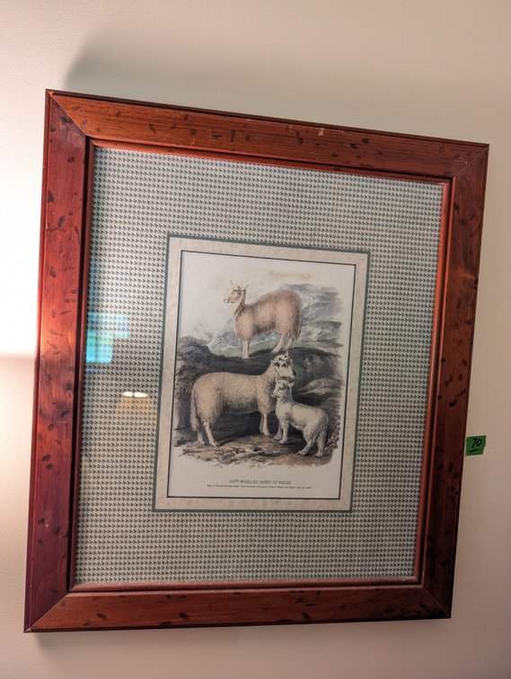 Framed 'Soft-Wooled Sheep of Wales' Print with Houndstooth Matting