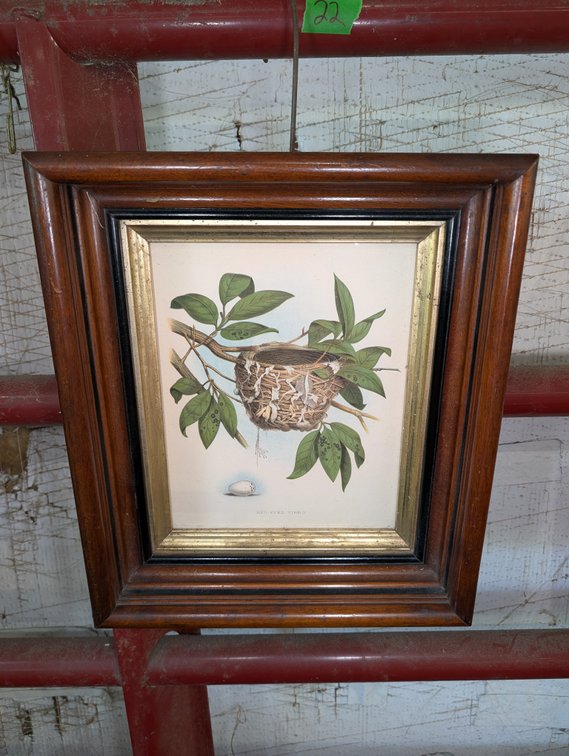 Framed Natural History Print of a Red-Eyed Vireo Nest and Egg