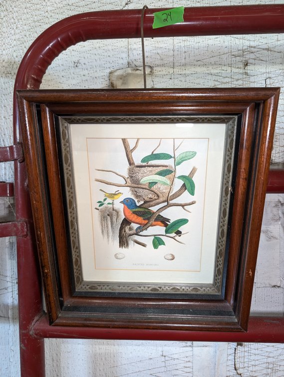 Framed Ornithological Print Featuring a Painted Bunting and Nest