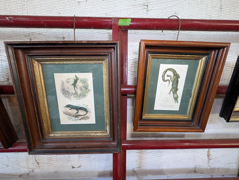 Pair of Framed Antique Prints: Lizards and Crocodile