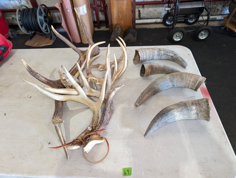 Assorted Deer Antlers & Animal Horns Lot