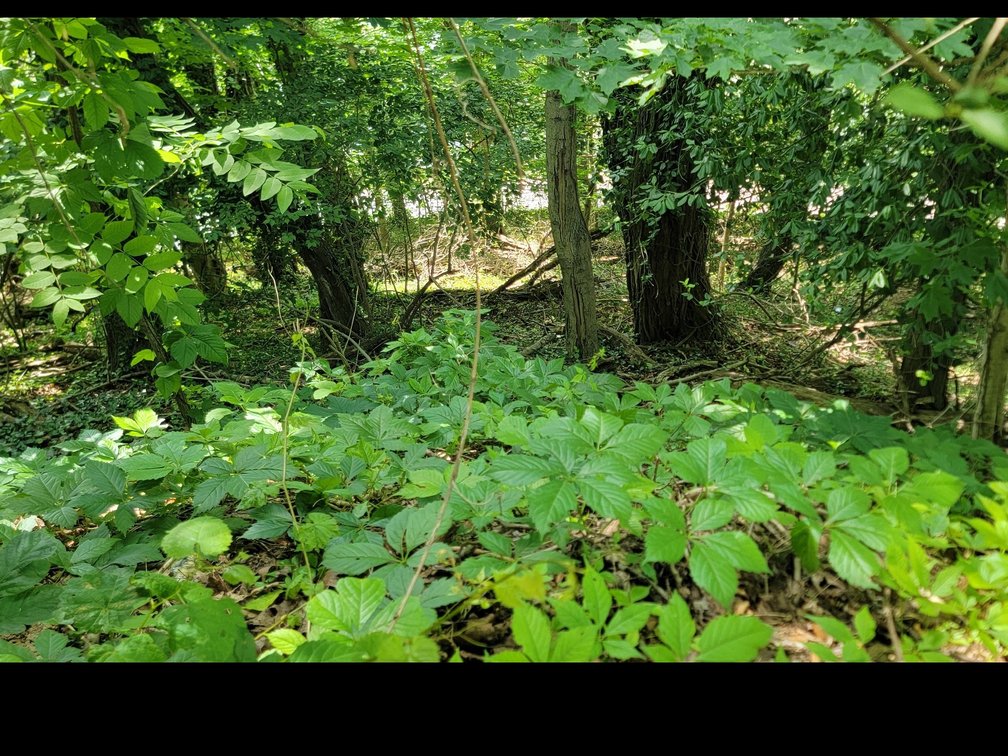 Image for Parcel 321 Lorentz Ave, Morgantown WV 26505