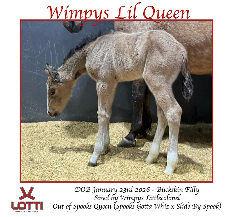 2026 Buckskin Filly  (Wimpys Littlecolonel x Spooks Queen)