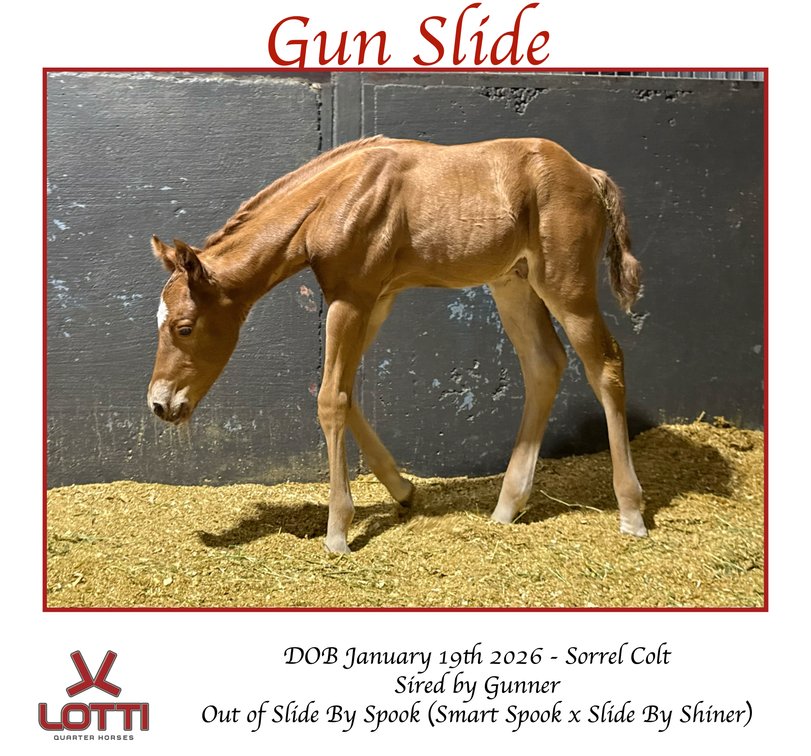 2026 Chestnut Colt (Colonels Smoking Gun x Slide By Spook)