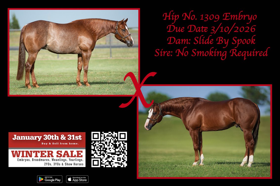 2026 Embryo (No Smoking Required x Slide By Spook)