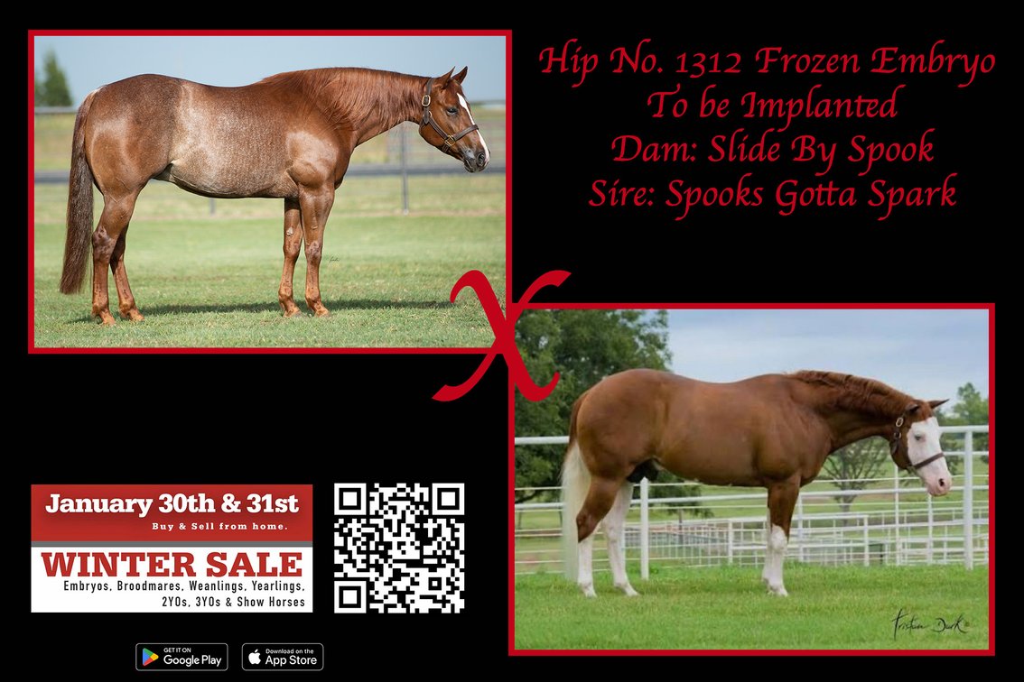 Frozen Embryo (Colonels Smoking Gun x Slide By Spook)