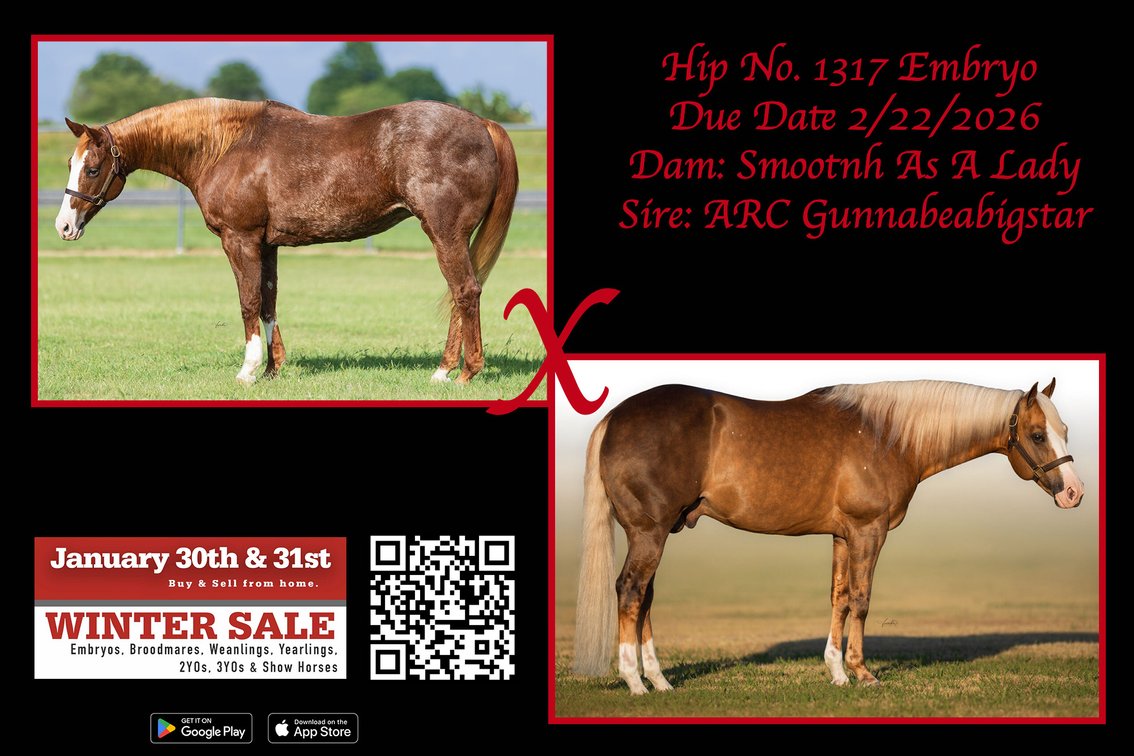 2026 Embryo (ARC Gunnabeabigstar x Smooth As A Lady)