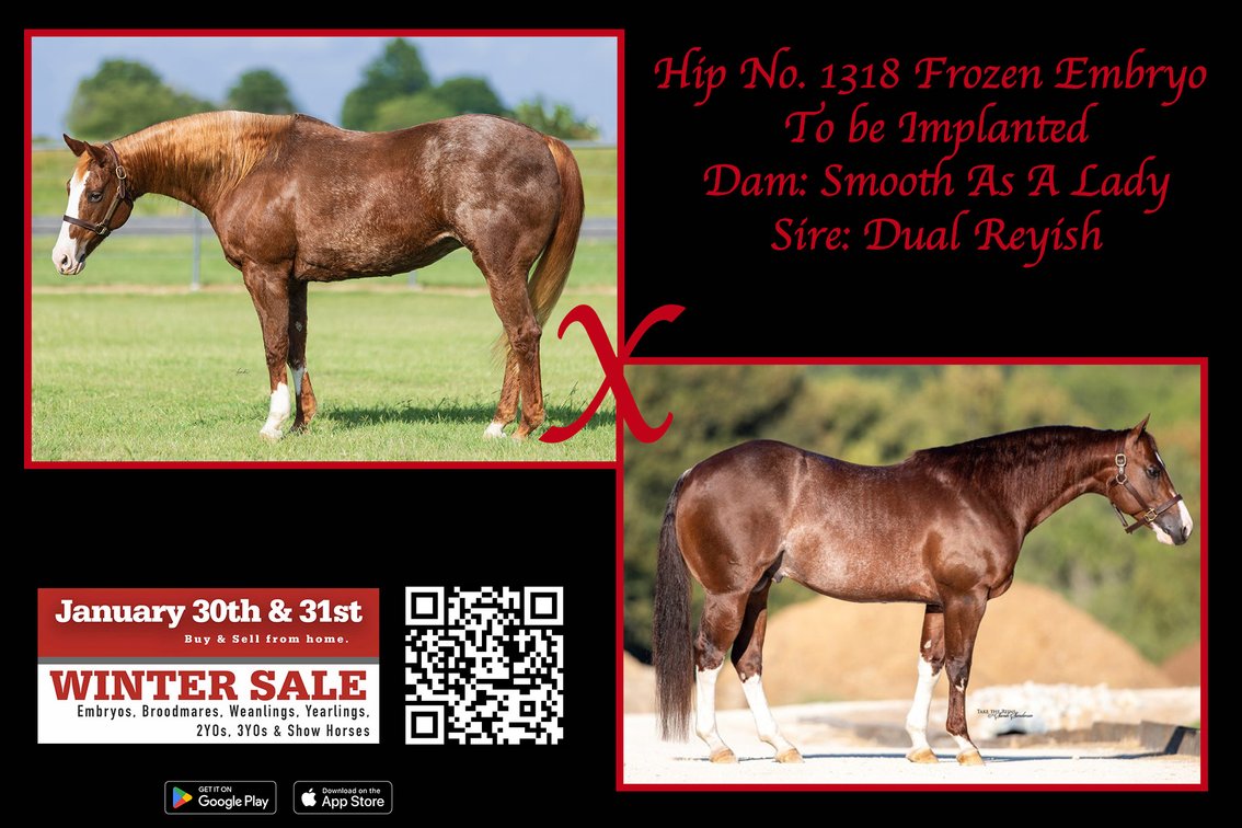 Frozen Embryo (Dual Reyish x Smooth As A Lady)