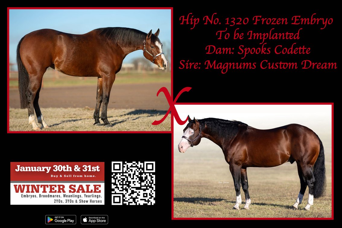 Frozen Embryo (Magnums Custom Dream x Spooks Codette)