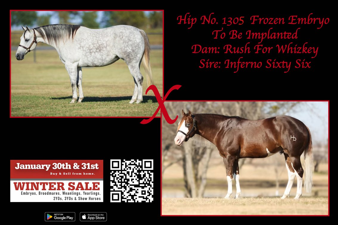 2026 embryo (Inferno Sixty Six x Rush For Whizkey)