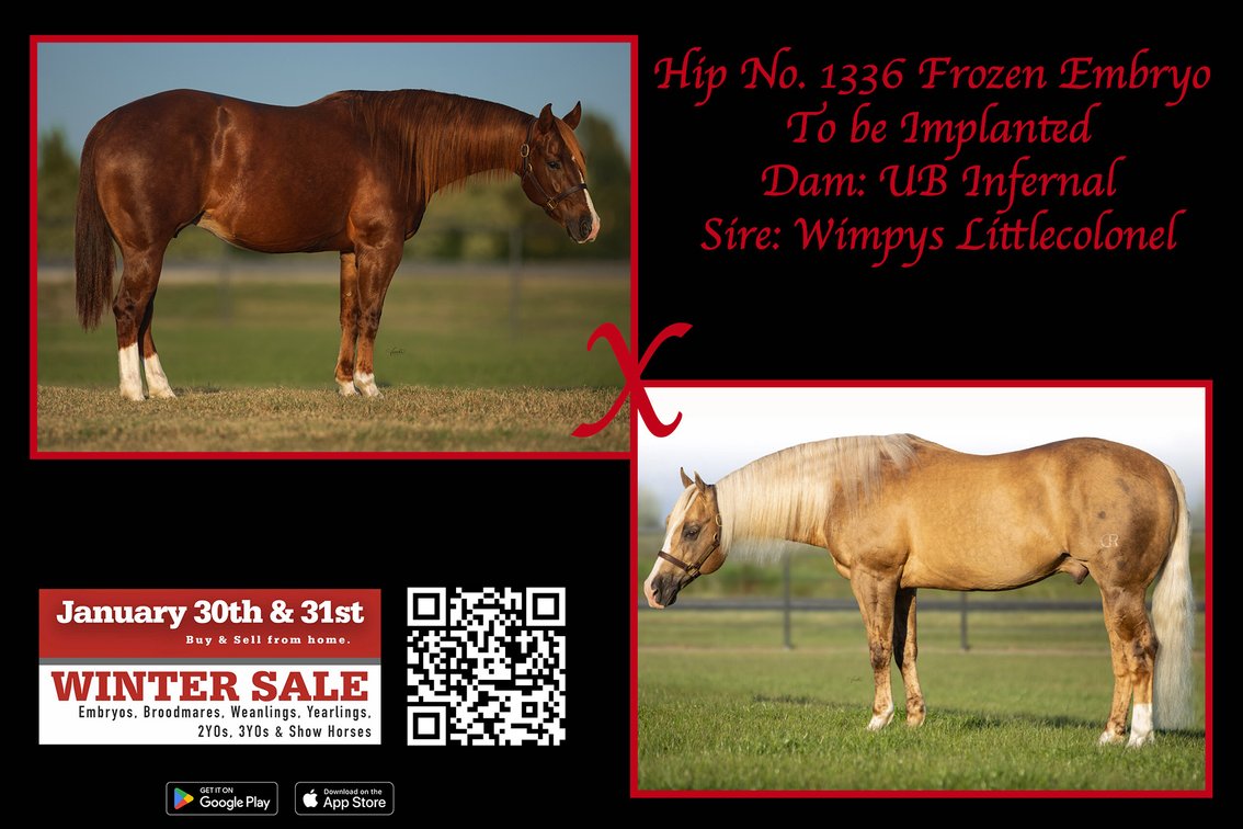 Frozen Embryo (Wimpys Littlecolonel x UB Infernal)