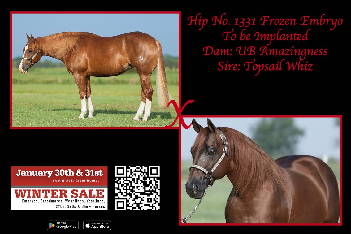 Frozen Embryo (Topsail Whiz x UB Amazingness)