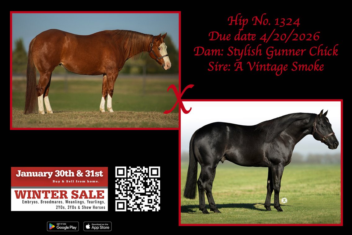 2026 embryo (A Vintage Smoke x Stylish Gunner Chick)