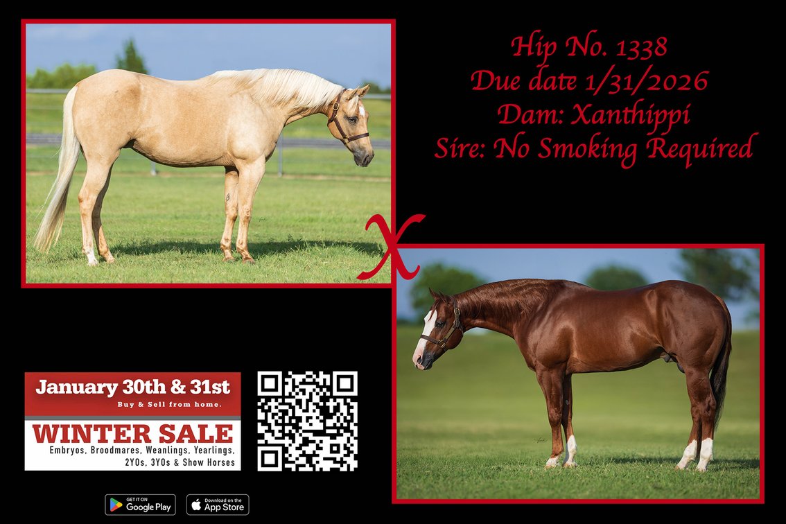 2026 embryo (No Smoking Required x Xanthippi)