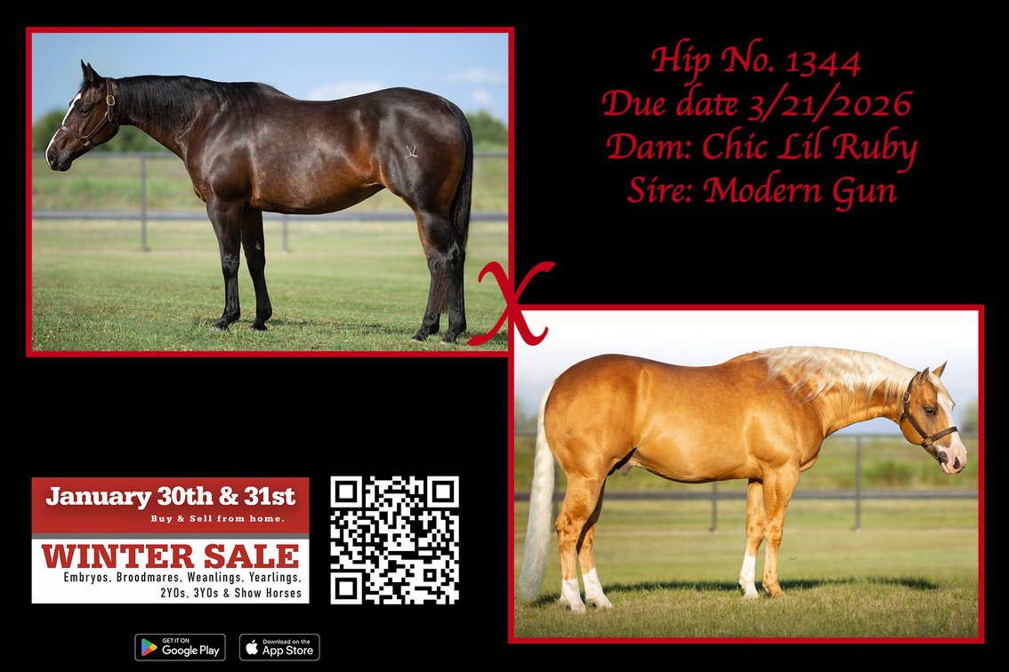 2026 Embryo (Modern Gun x Chic Lil Ruby)