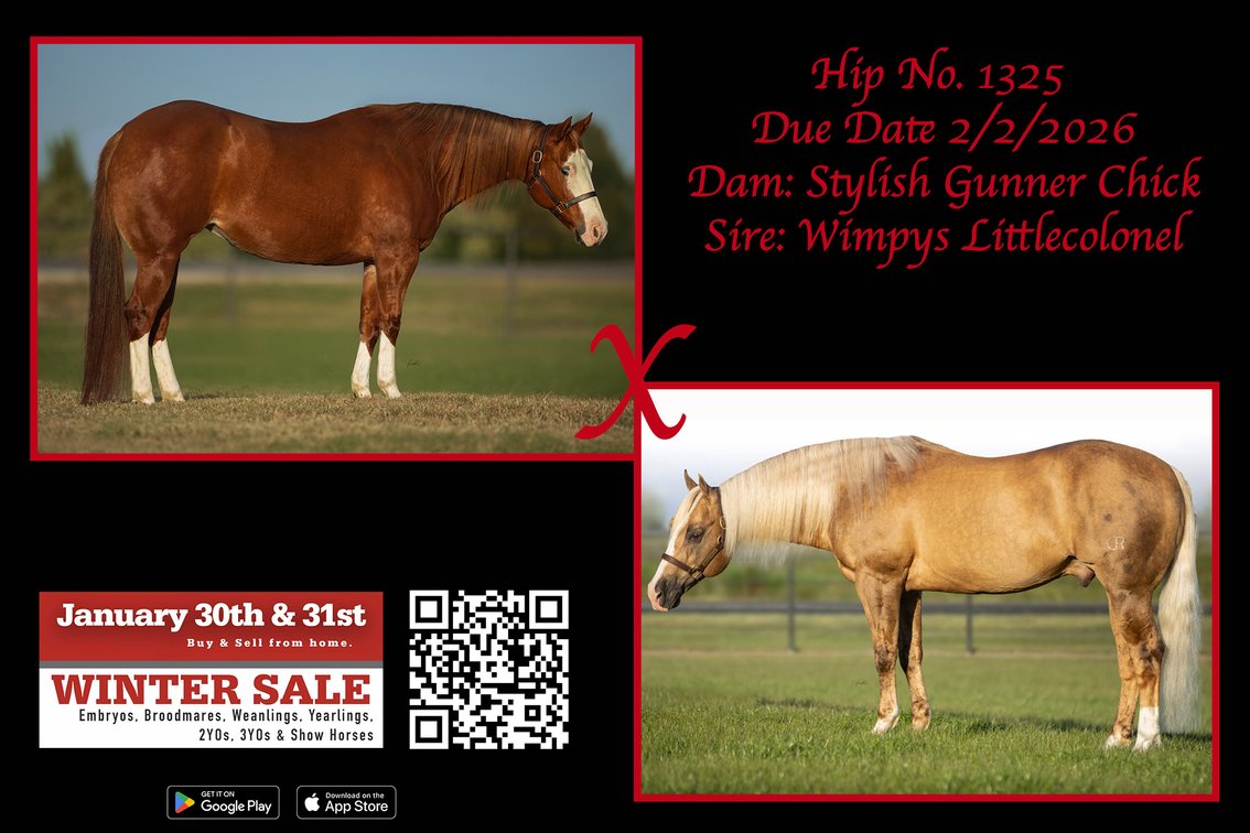 2026 embryo (Wimpyslittlecolonel x Stylish Gunner Chick)